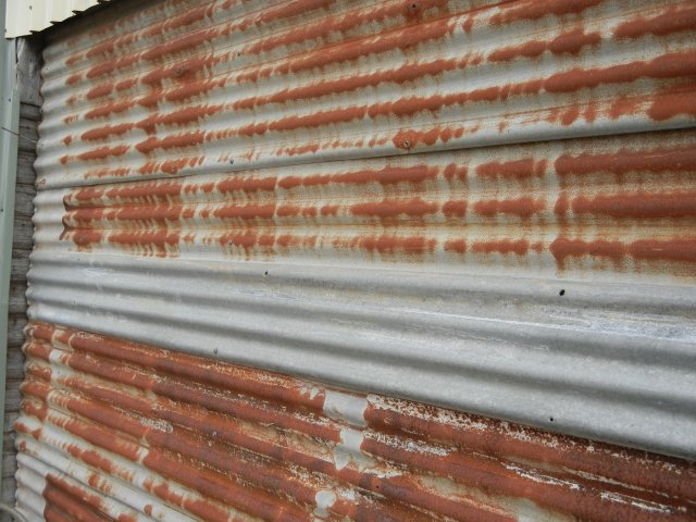 Corrugated iron wall from a hut in the Gully, Katoomba